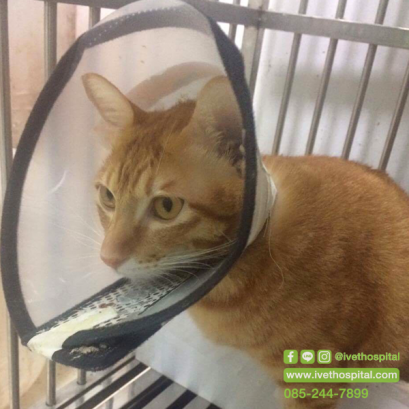 Toffee with swollen belly (abdominal pain and inability to urinate)